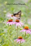 Eastern Tiger Swallowtail.jpg