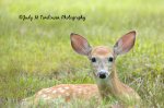 Oh What Big Ears You Have.jpg