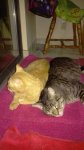 Little Dude (orange) and Leo - 2017-07-23b.jpg
