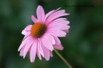 Coneflower.jpg