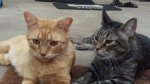 Little Dude and Leo - back porch 2017-08-06b.jpg