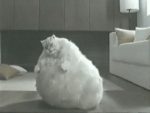 IMG_2551.GIF