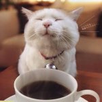 Cat coffee.jpg