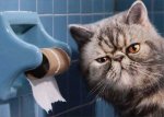 cat toilet paper.jpg