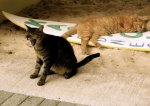 Off the beach and into the water you go cat.jpg