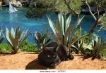 blk cat on cliff.jpg