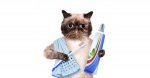 cat-toothpaste-toothbrush-dental-care-600x315.jpg