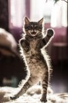 cat dancing.jpg