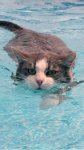 cat swimming.jpg