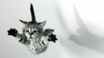 cat-jump-1.jpg