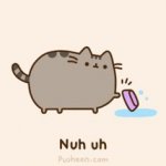 cat won't eat.jpg