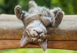 sleeping cat.jpg