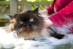 grooming cat.jpg