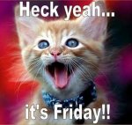 Friday cat.jpg