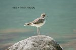 Killdeer at the Thames.jpg