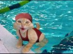 cat swimming in pool.jpg