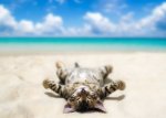 cat sunning himself.jpg