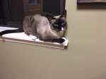 Beenie 8.30.17.JPG