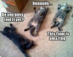 cats feeling good.jpg