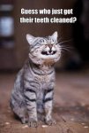 cat to dentist.jpg