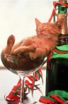 Kitty glass.jpg