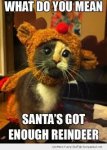 reindeer cat.jpg