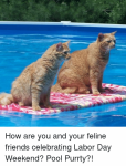how-are-you-and-your-feline-friends-celebrating-labor-day-6765999.png