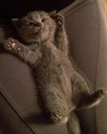 kitten belly up.jpg