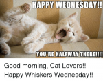 Happy Wednesday cat.png