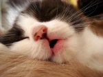 CAT NAP.jpg