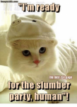 cat slumber party.png