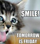 Thursday cat.jpg