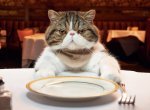 cat hungry.jpg