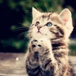 praying cat.jpg