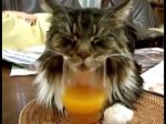 cat working the juice.jpg