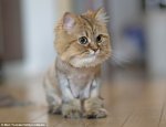 cat shaved.jpg