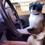 cat steering.jpg