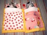 kittens in sleeping bags.jpg