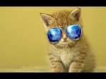 cat in sunglasses.jpg