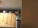 buddy.JPG