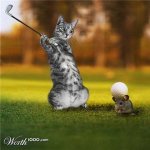 cat golfing.jpg