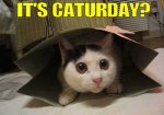 Its caturday.jpg