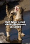 wet paws.jpg