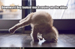 LOL-Cat-kitten-yoga.gif