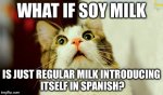 cat spanish.jpg