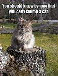 cat stumped.jpg