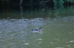 Wood Duck on the Thames.jpg