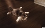 flat cat cycle.jpg