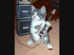 cat rockstar.jpg