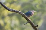 Green Heron.jpg